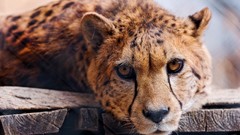 Animals cheetahs feline