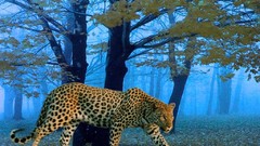 Animals cheetahs feline
