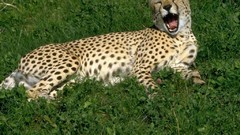 Animals cheetahs feline