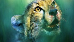 Animals cheetahs feline