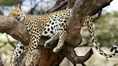 Animals cheetahs feline