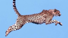 Animals cheetahs feline