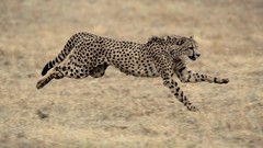 Animals cheetahs feline