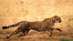 Animals cheetahs feline