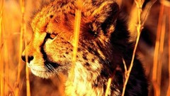 Animals cheetahs feline