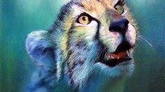 Animals cheetahs feline