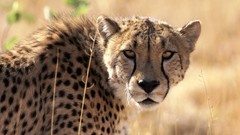 Animals cheetahs feline