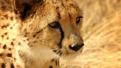 Animals cheetahs feline