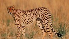 Animals cheetahs feline