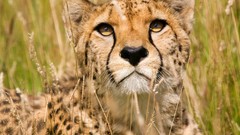 Animals cheetahs feline