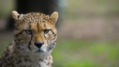 Animals cheetahs feline