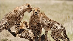 Animals cheetahs feline