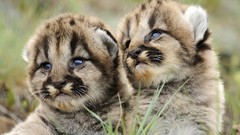 Animals cheetahs feline