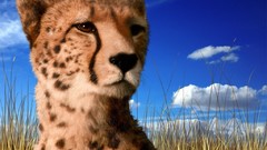 Animals cheetahs feline