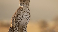 Animals cheetahs feline