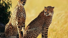 Animals cheetahs feline