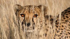 Animals cheetahs feline