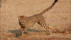 Animals cheetahs feline