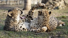 Animals cheetahs feline