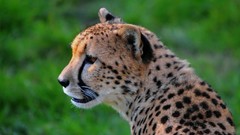Animals cheetahs feline