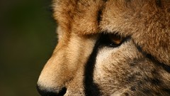 Animals cheetahs feline