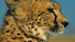 Animals cheetahs feline