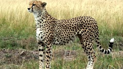 Animals cheetahs feline