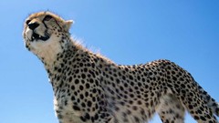 Animals cheetahs feline