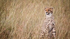 Animals cheetahs feline