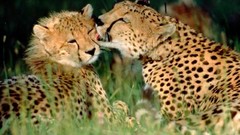 Animals cheetahs feline baby animals