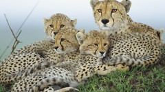 Animals cheetahs feline baby animals