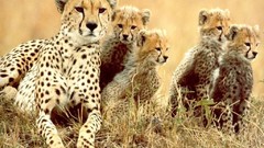 Animals cheetahs feline baby animals