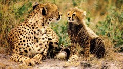 Animals cheetahs feline baby animals