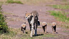 Animals cheetahs feline baby animals
