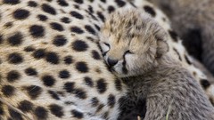 Animals cheetahs Kenya baby animals mara