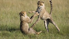 Animals cheetahs Kenya National