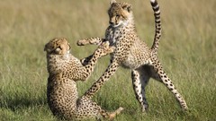 Animals cheetahs Kenya National mara