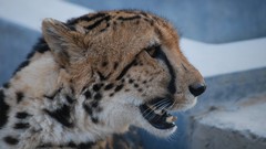 Animals cheetahs king cheetah