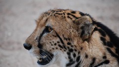 Animals cheetahs king cheetah