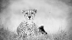 Animals cheetahs monochrome