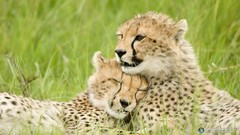 Animals cheetahs savage