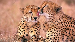 Animals cheetahs South African