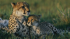 Animals cheetahs wild cats