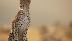 Animals cheetahs wild cats