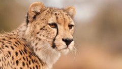 Animals cheetahs wild cats