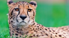 Animals cheetahs wildlife feline