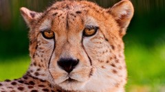 Animals cheetahs wildlife portraits African Wild Life