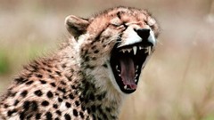 Animals cheetahs yawns feline