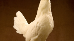 Animals Chickens animal