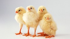 Animals Chickens baby animals